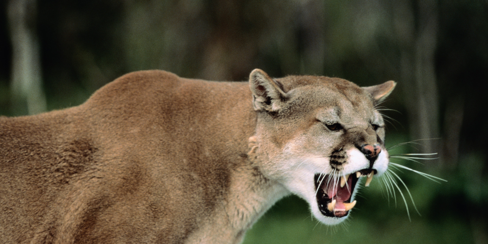 Every Fatal Mountain Lion Attack In US History - Jonathan H. Kantor