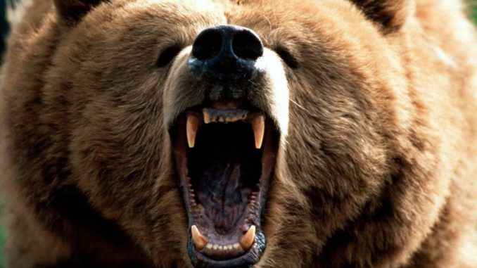 The Scariest Types of Bears in the World - Jonathan H. Kantor