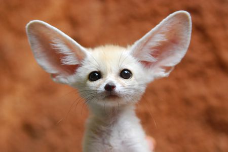 biggest ears in the world